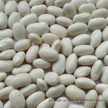 Chinese White Kidney Beans of Good Quality